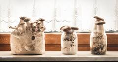 Growing Mushrooms Indoors for Business and Pleasur...